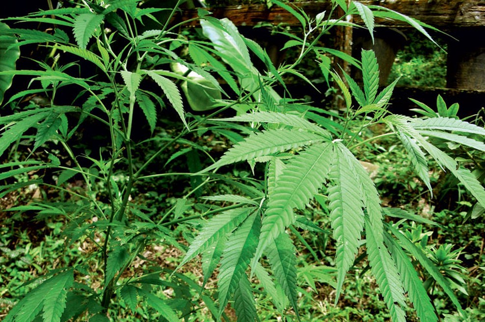 Marihuana na domačem vrtu. (foto: Goran Antley, Pop tv)
