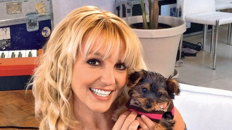 Britney Spears: Psička ima profil na Twitterju