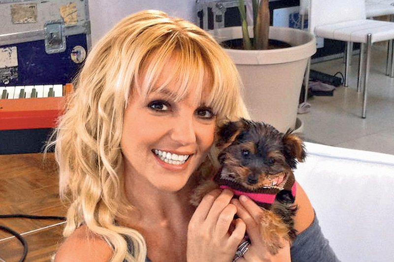 Britney po novem na Twitterju piše v imenu svoje psičke Hannah. (foto: Profimedia.si)