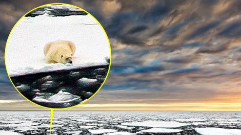 Rešitev polarnega medveda, ujetega na plavajoči ledeni plošči