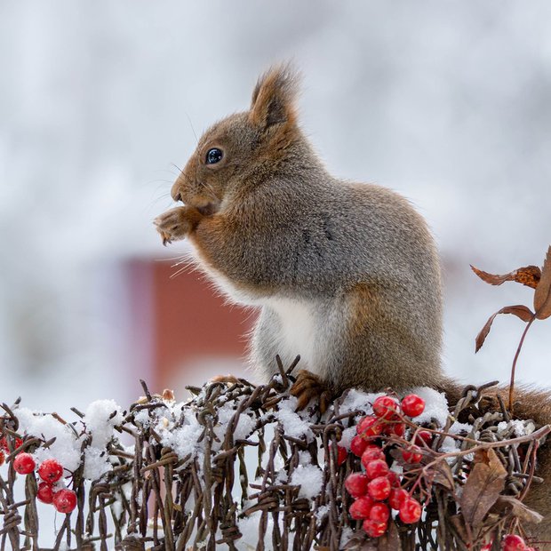 Veveričke v duhu skorajšnjega božiča