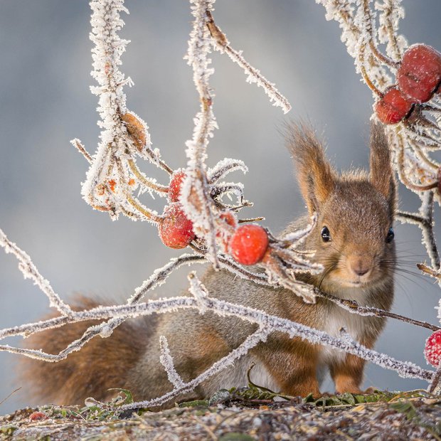 Veveričke v duhu skorajšnjega božiča