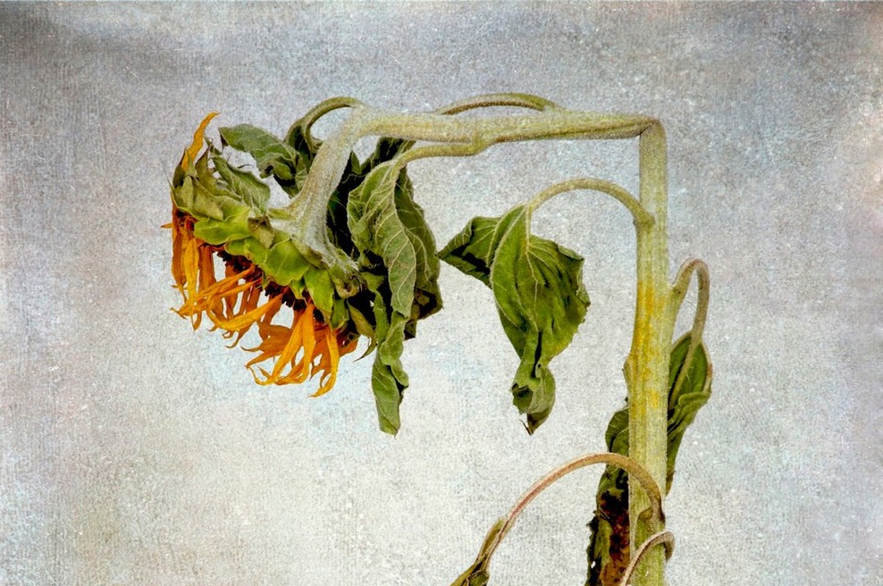 Ciklus predavanj na temo trpljenja v Cankarjevem domu (foto: profimedia)