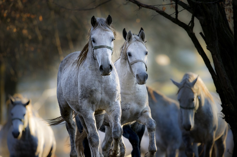 Kobilarna Lipica ob Prešernovem dnevu z razstavo in prostim vstopom (foto: Milan Malovrh)