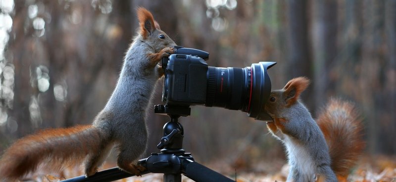 Igrive veverice, sneg in fotoaparat (foto: profimedia)
