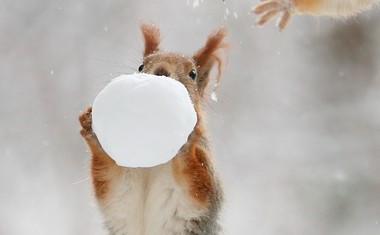 Igrive veverice, sneg in fotoaparat