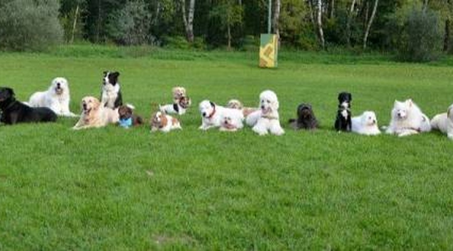 Terapevtski psi Zavoda PET (foto: Arhiv Zavoda PET)