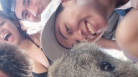Selfie z ljubko avstralsko quokka je nov vroči hit!