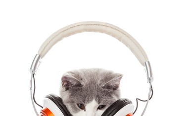 Znanstveniki napisali glasbo, ki je všeč mačkam