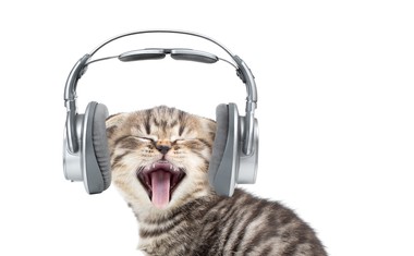 Znanstveniki napisali glasbo, ki je všeč mačkam