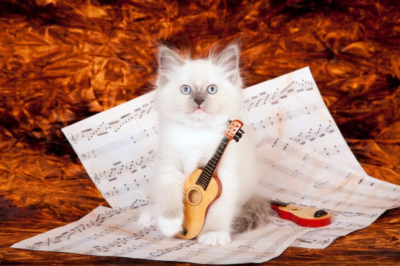 Znanstveniki napisali glasbo, ki je všeč mačkam (foto: shutterstock)