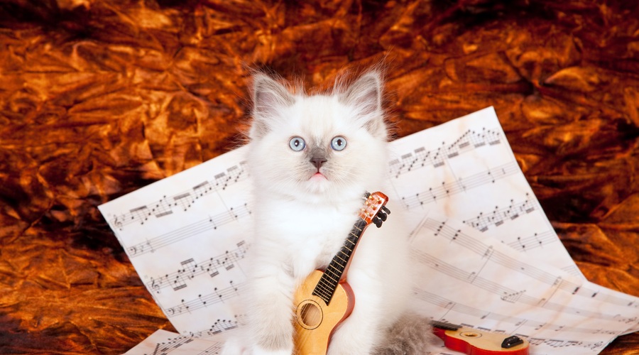 Znanstveniki napisali glasbo, ki je všeč mačkam (foto: shutterstock)