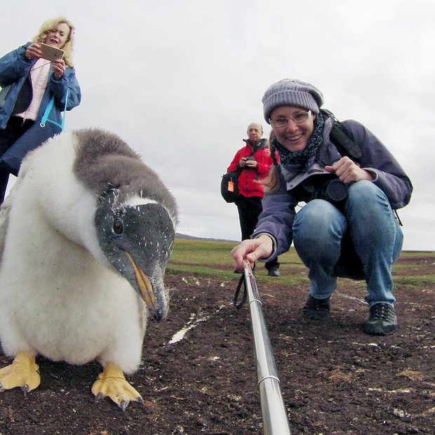 Selfie z radovednim malim pingvinom!