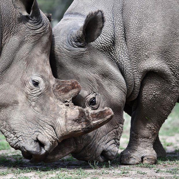 Žalostno! Zadnjega samca severnega belega nosoroga varuje vojska!