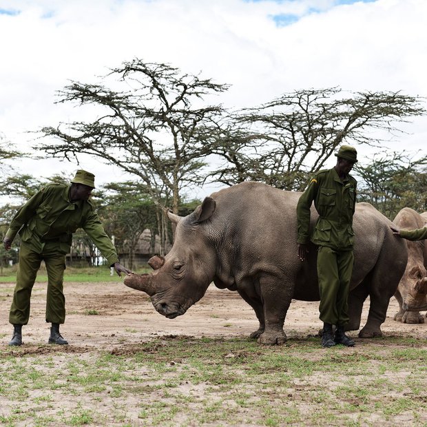 Žalostno! Zadnjega samca severnega belega nosoroga varuje vojska!