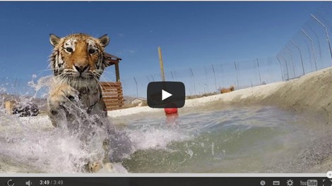 Čudovit trenutek, ko se sibirski tiger prvič v življenju preda vodnim užitkom