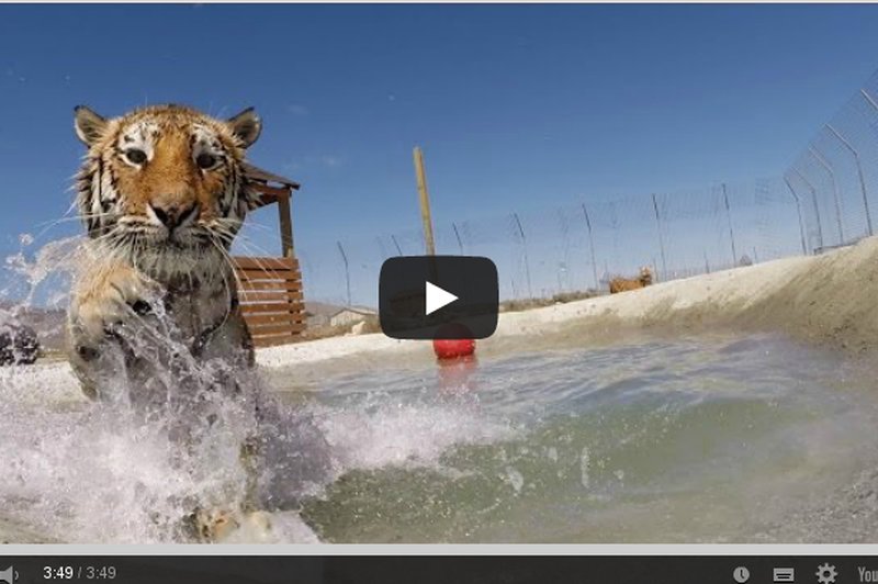 Čudovit trenutek, ko se sibirski tiger prvič v življenju preda vodnim užitkom (foto: youtube)