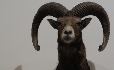 Fotogalerija z razstave Neue Slowenische Kunst v Moderni galeriji