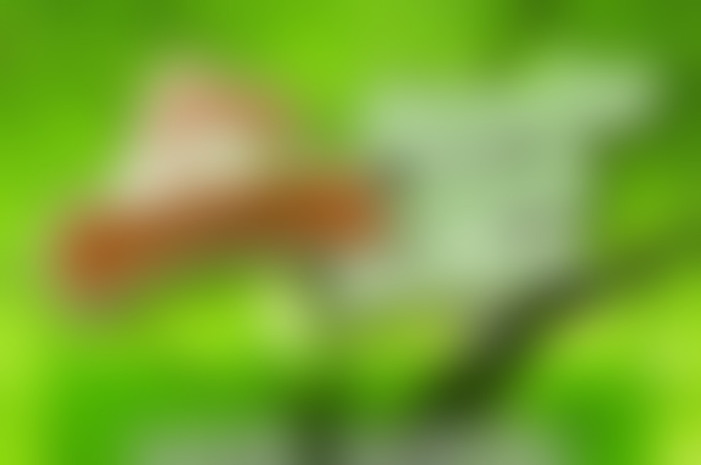 Krjavljev sejem na Muljavi