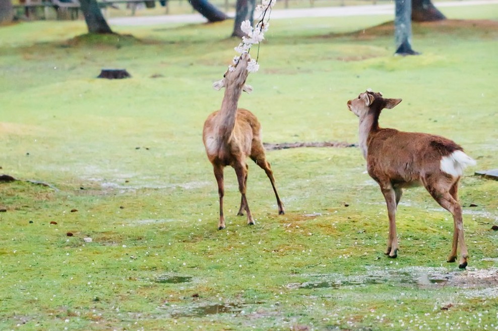 Krivolovec "fasal" zapor in prisilno gledanje risanke Bambi! (foto: profimedia)