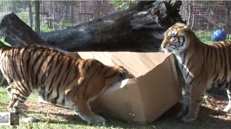 Kaj se zgodi, ko velike mačke presenetijo z navadnimi škatlami