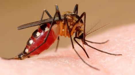 9 razlogov, zaradi katerih vas imajo komarji raje kot druge ljudi!