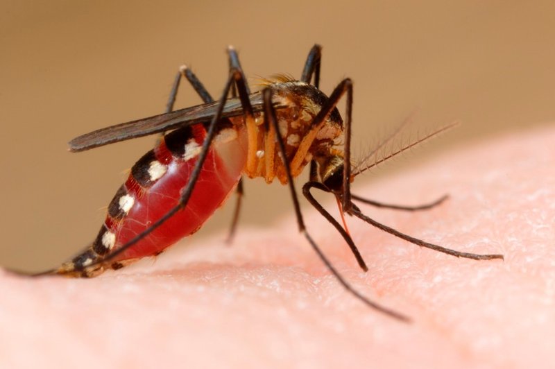 9 razlogov, zaradi katerih vas imajo komarji raje kot druge ljudi! (foto: profimedia)
