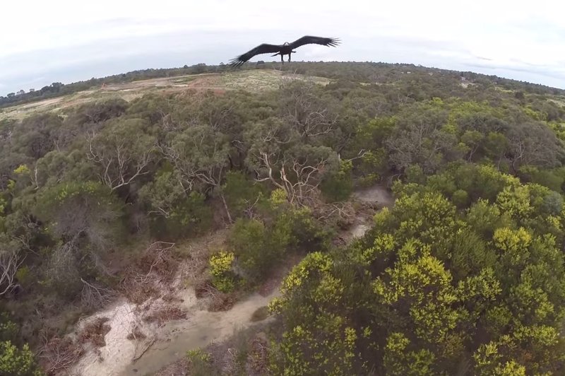 Kot že mnogokrat pred tem je dvignil svojega drona, potem pa se je zgodilo tole! (foto: Melbourne Aerial Video)