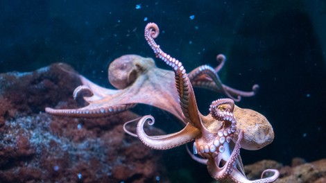 Če so hobotnice nezemljani, se znanost lahko pohvali s prvo raziskavo celotnega genoma vesoljčka!