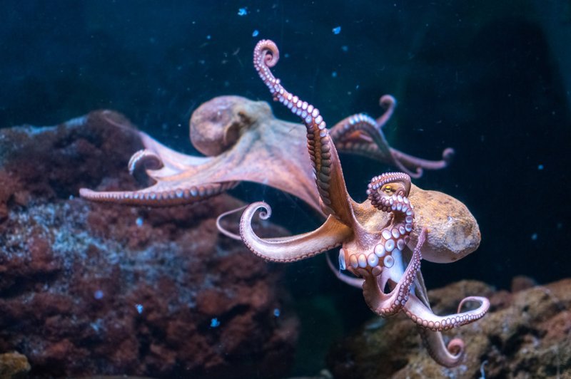 Če so hobotnice nezemljani, se znanost lahko pohvali s prvo raziskavo celotnega genoma vesoljčka! (foto: shutterstock)