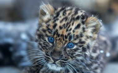 Yorkshirski park za divje živali postal dom redkih leopardjih mladičev!