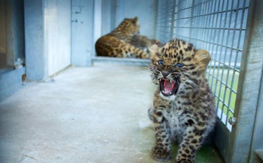 Yorkshirski park za divje živali postal dom redkih leopardjih mladičev!