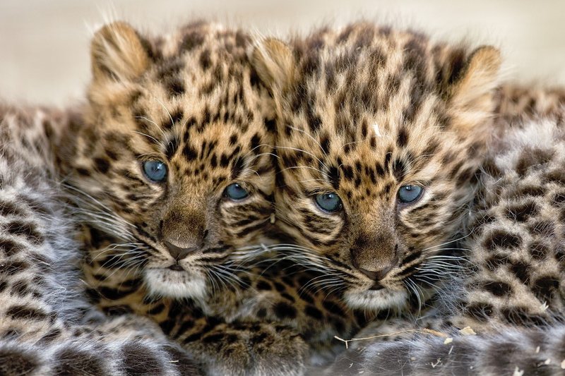 Yorkshirski park za divje živali postal dom redkih leopardjih mladičev! (foto: profimedia)