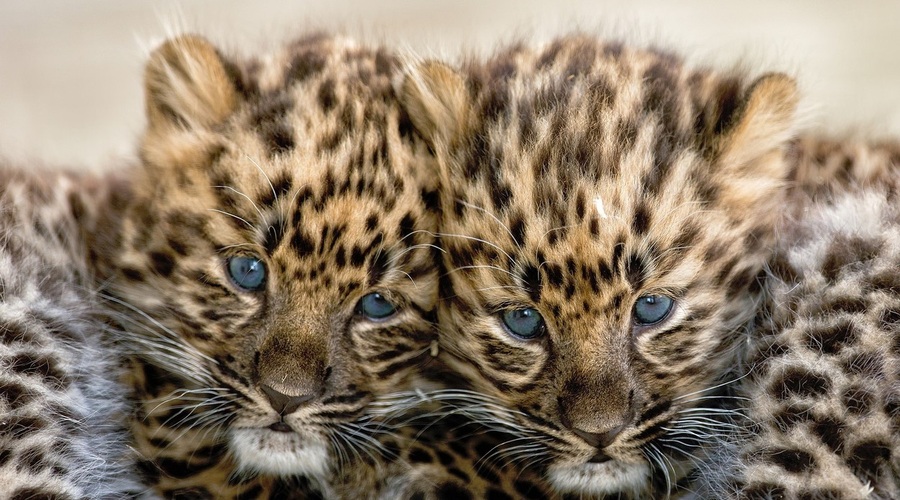 Yorkshirski park za divje živali postal dom redkih leopardjih mladičev! (foto: profimedia)