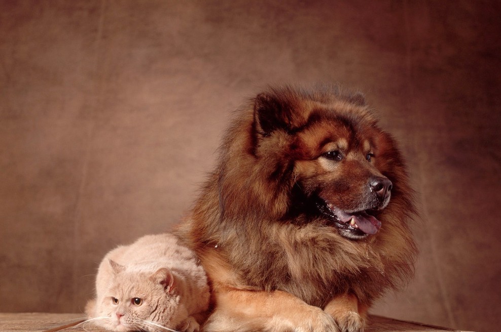 Tona hrane za zapuščene živali (foto: profimedia)