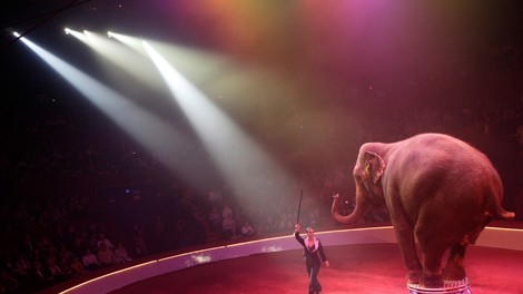 Nizozemska prepovedala uporabo živali v cirkusih