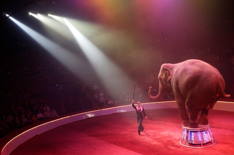 Nizozemska prepovedala uporabo živali v cirkuške namene (foto: Profimedia)