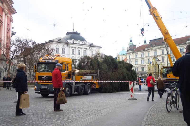 Takole so sredi Ljubljane postavljali novoletno smreko! (foto: Goran Antley)