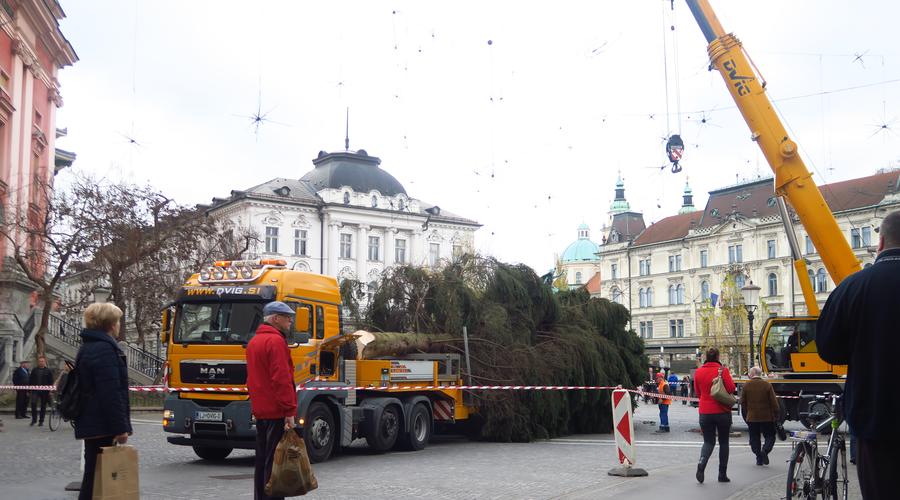 Takole so sredi Ljubljane postavljali novoletno smreko! (foto: Goran Antley)