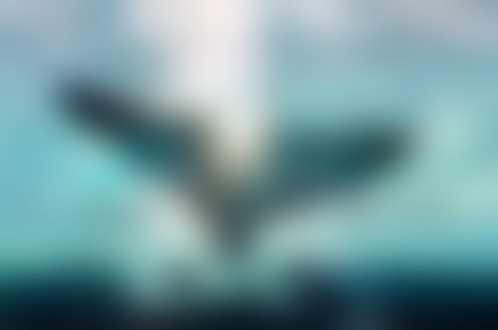 V srcu morja - v kinu od 10. decembra