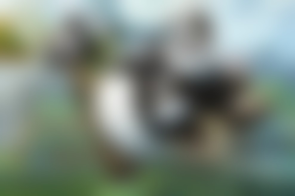 KUNG FU PANDA 3 - sinhroniziran tudi v 3D