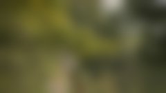 Nesrečna smrt žirafe v ZOO Ljubljana