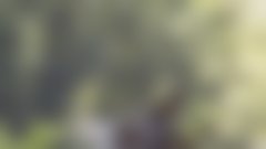 Nesrečna smrt žirafe v ZOO Ljubljana