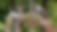 Nesrečna smrt žirafe v ZOO Ljubljana