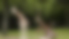 Nesrečna smrt žirafe v ZOO Ljubljana