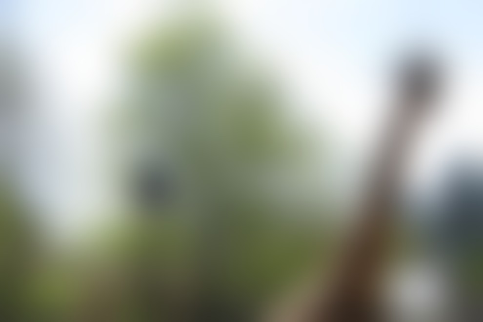 Nesrečna smrt žirafe v ZOO Ljubljana