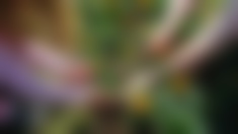 Za vsako posajeno cvetlico otrok bo Qlandia donirala kranjski porodnišnici