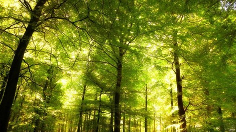 Lalabajke - Jean Giono: Mož, ki je sadil drevesa