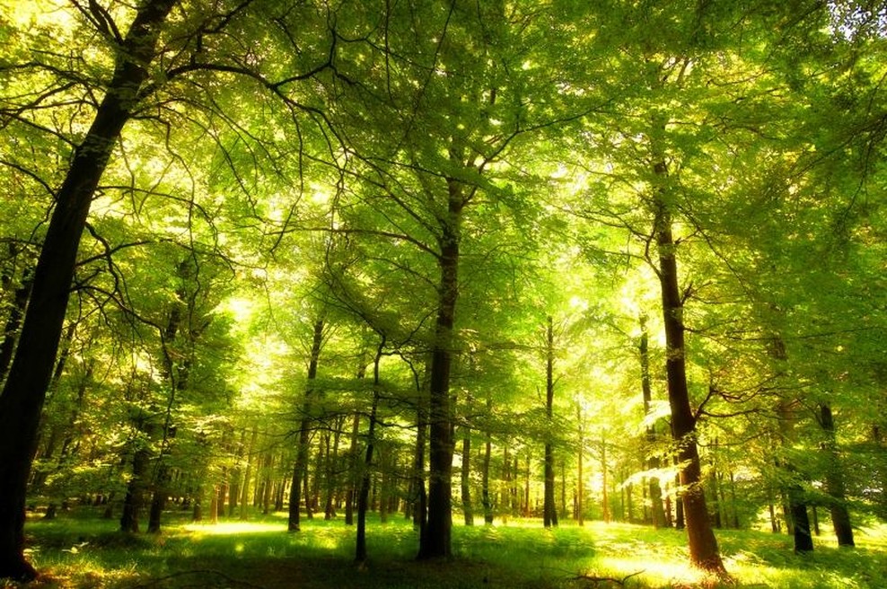 Lalabajke - Jean Giono: Mož, ki je sadil drevesa (foto: Senzorium)