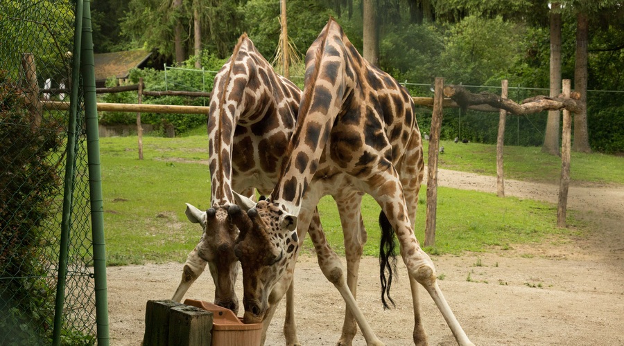Svetovni dan žiraf praznujejo tudi v ZOO Ljubljana (foto: ZOO)